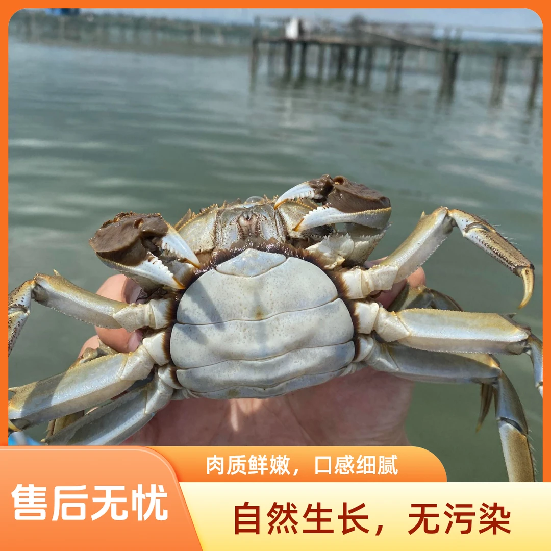 精选鲜活大闸蟹全母蟹6只-2两/只-128元