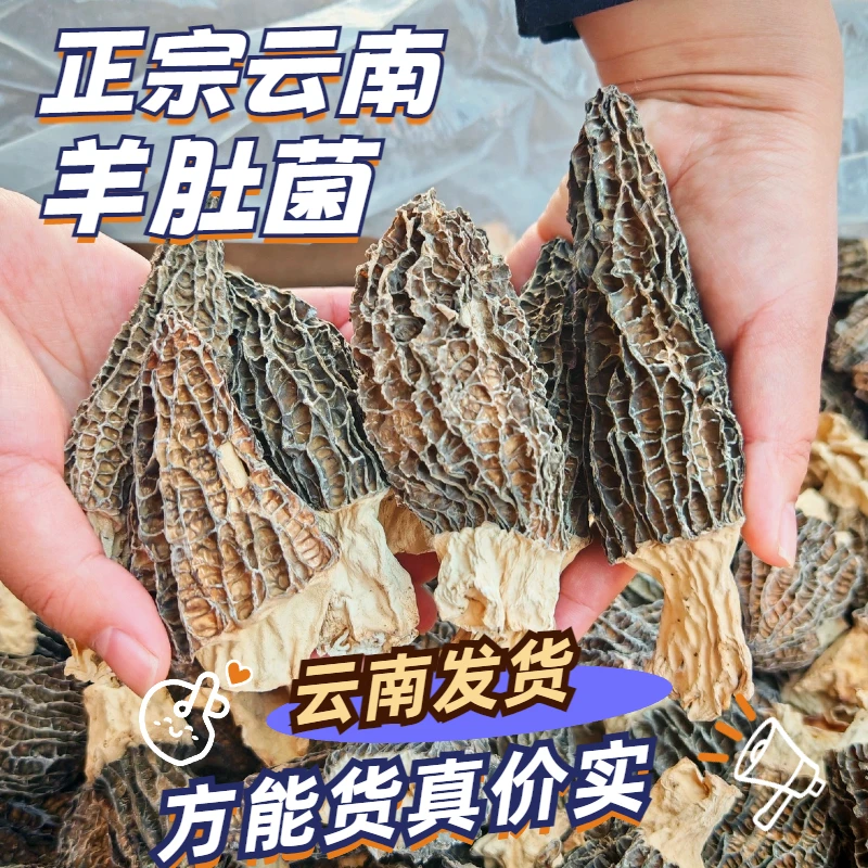云南羊肚菌干货精品大朵实体店同款品质