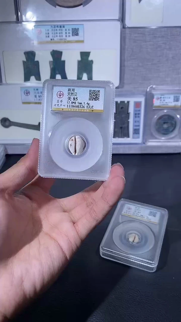 【闪购商品】铜琪珍天然贝一枚