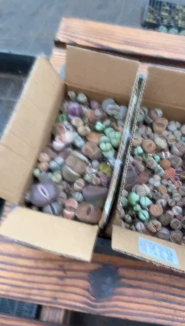 【闪购商品】8979特价混合一箱微瑕量拍