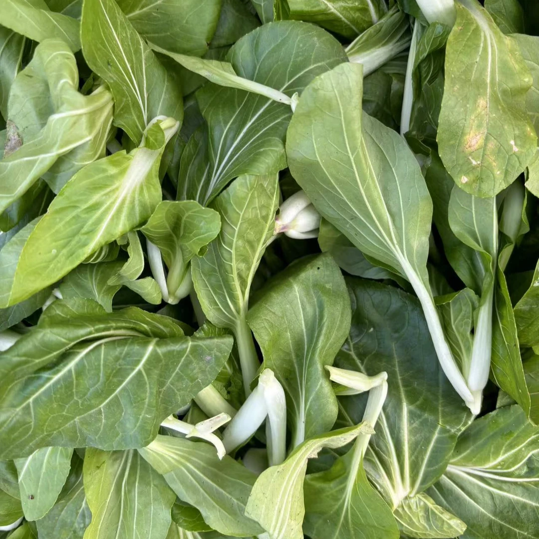 新鲜小白菜秧-农家自种 现摘现发