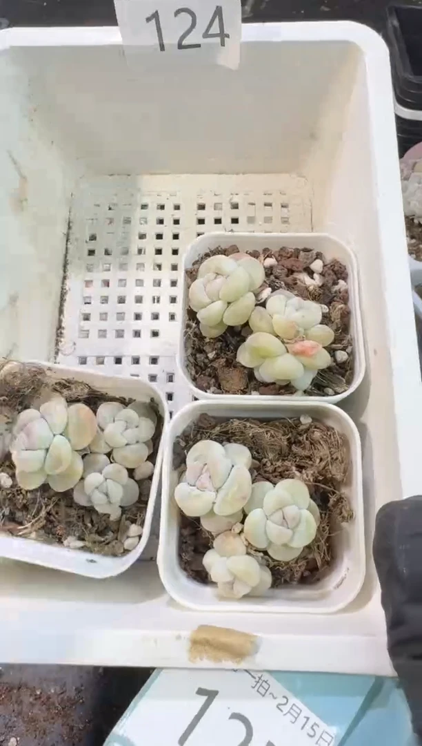 【闪购商品】124号到手1框--江北一物一拍