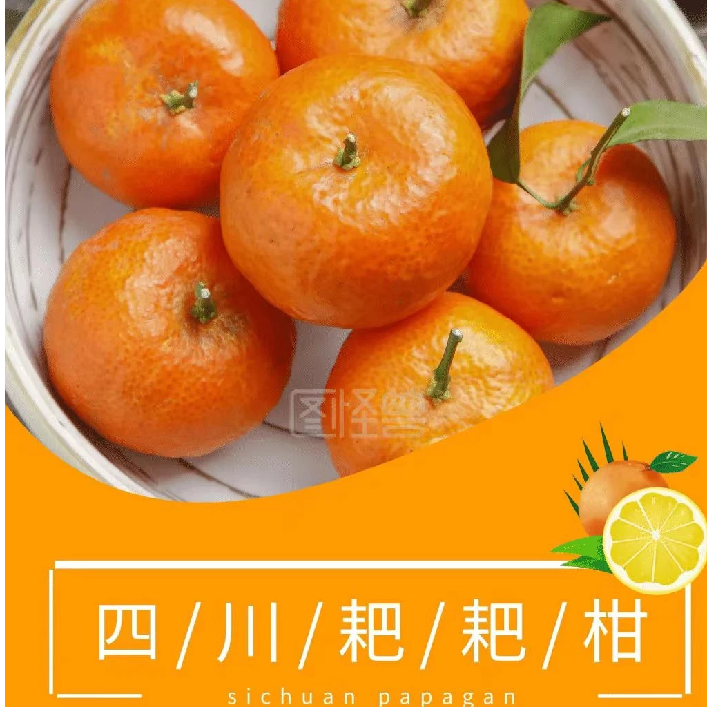 正宗春见耙耙柑四川原产地直发果园直发现摘现发坏果包赔生鲜食品