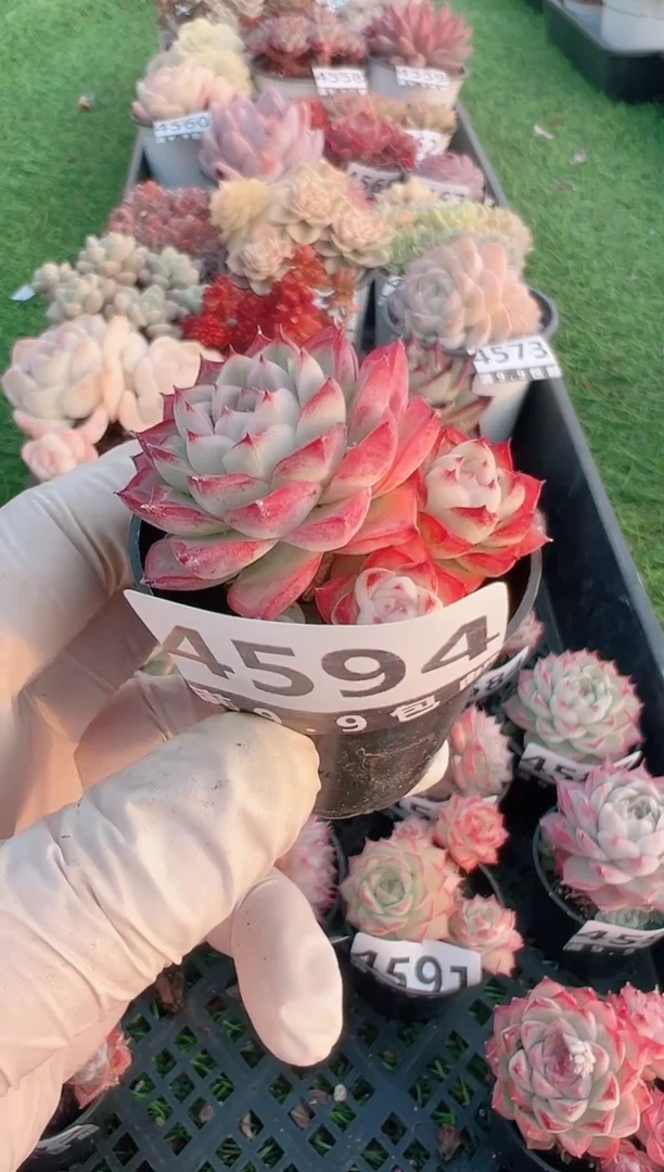 【闪购商品】信福多肉一物一拍