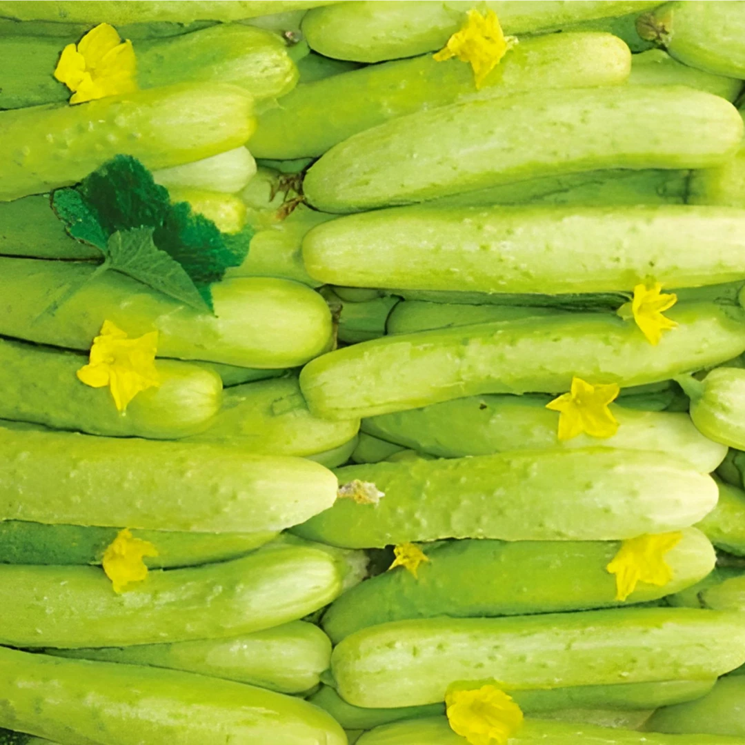 可欣甄选新鲜蔬菜盲盒4样果蔬4斤装绿色蔬菜