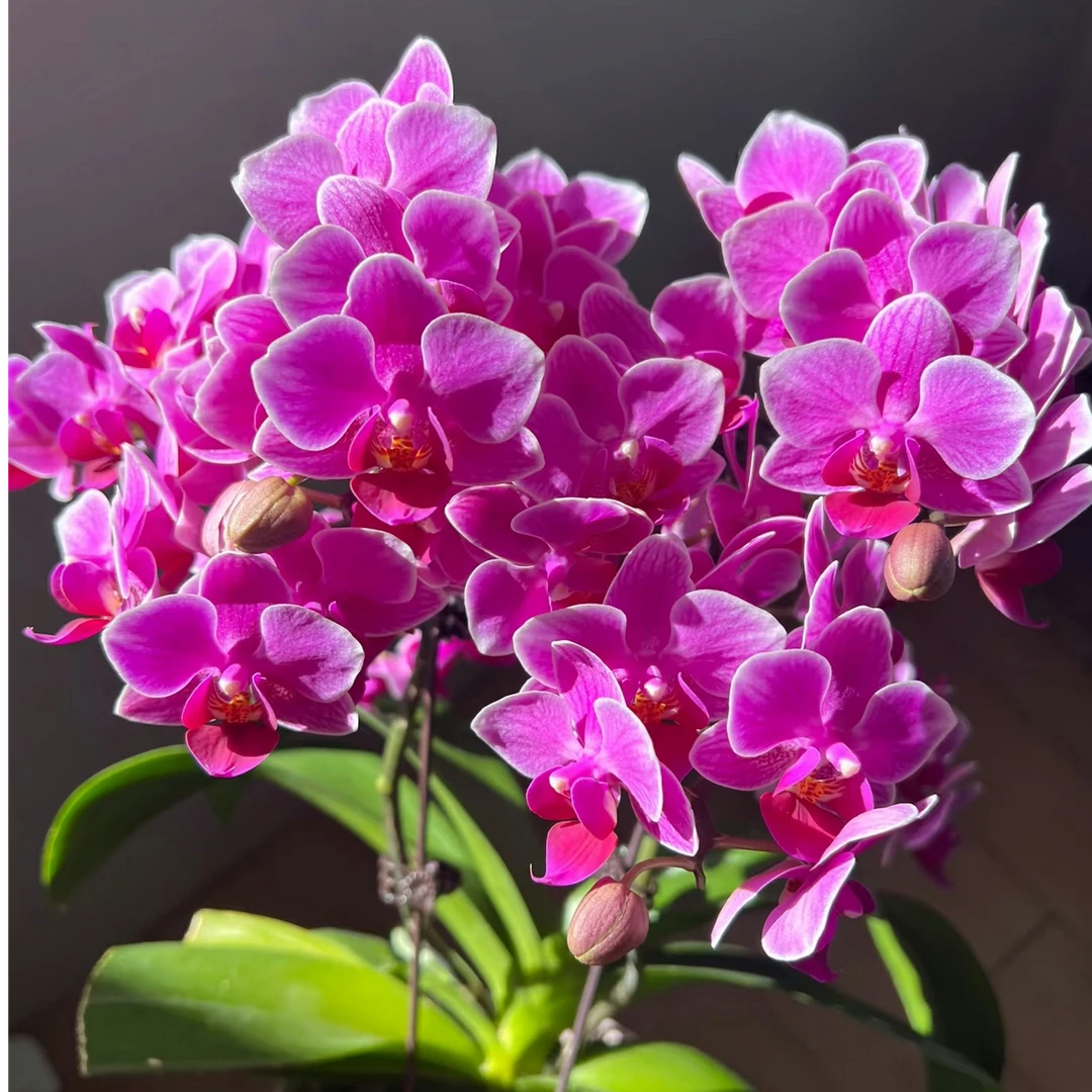 爆花机器3花剑起能开200多【馨香公主】花量超大蝴蝶兰新手好养