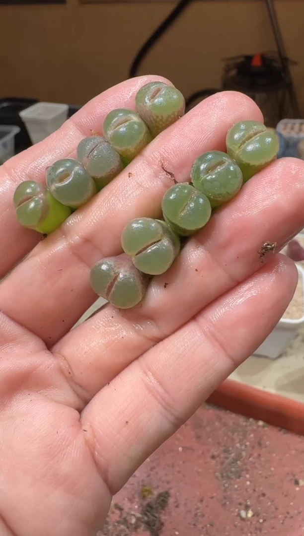 开***?20-326多肉植物肉锥