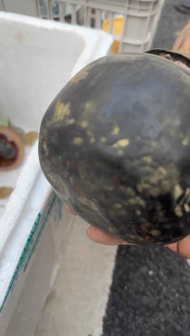 茶盏心**海直播闪购改价链接27