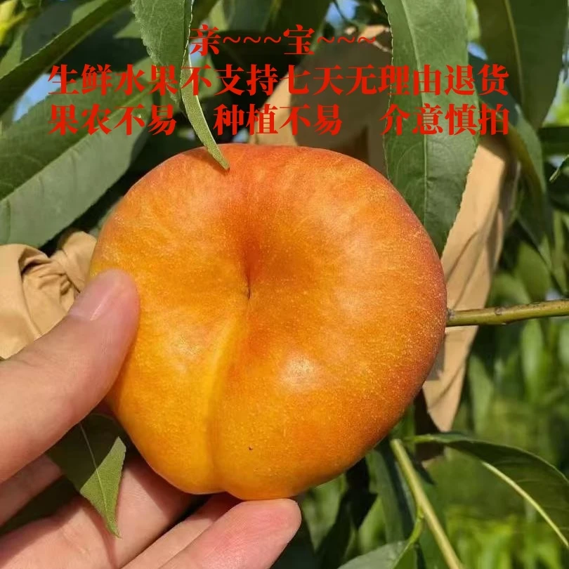 【现摘现发彩虹蟠桃】中国桃之都蒙阴应季七彩软硬两吃净重3/4.5斤