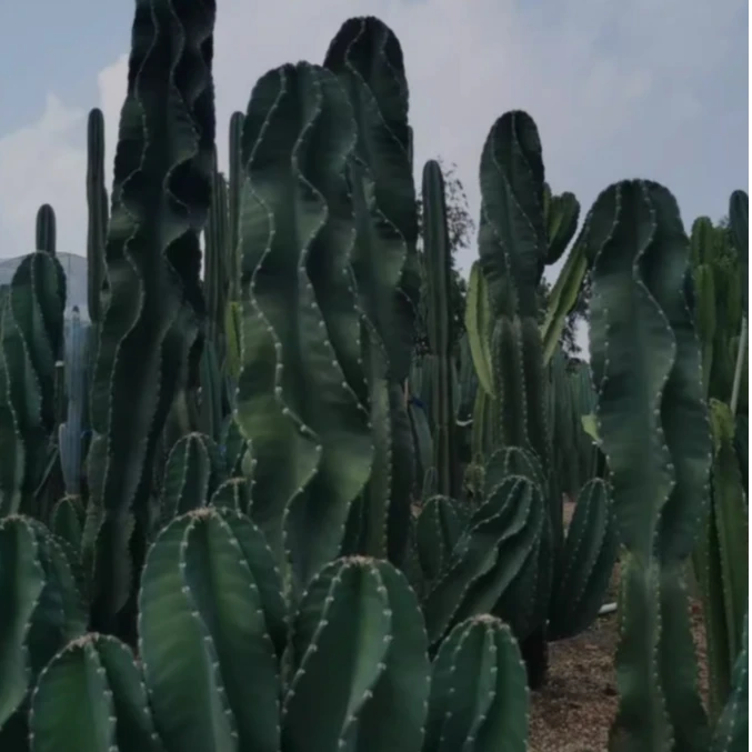 秘鲁苹果一物一拍专用链接非请勿拍