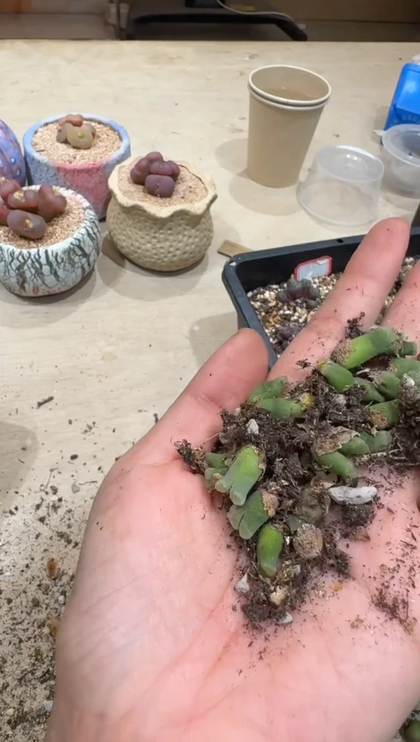 7-90多肉植物肉锥