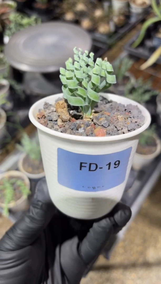 宽叶弹簧草FD-19