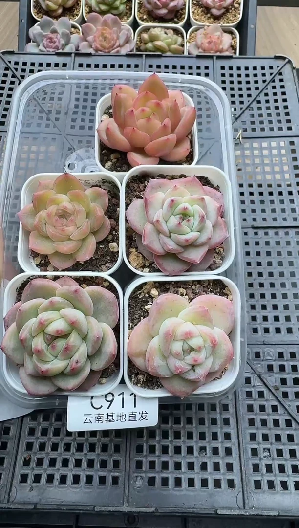 珍妮杂交多肉C911