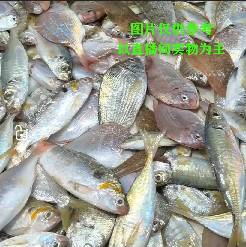 湛江草谭江洪港杂鱼仔 7点直播现称现卖广东省内5斤顺丰包邮