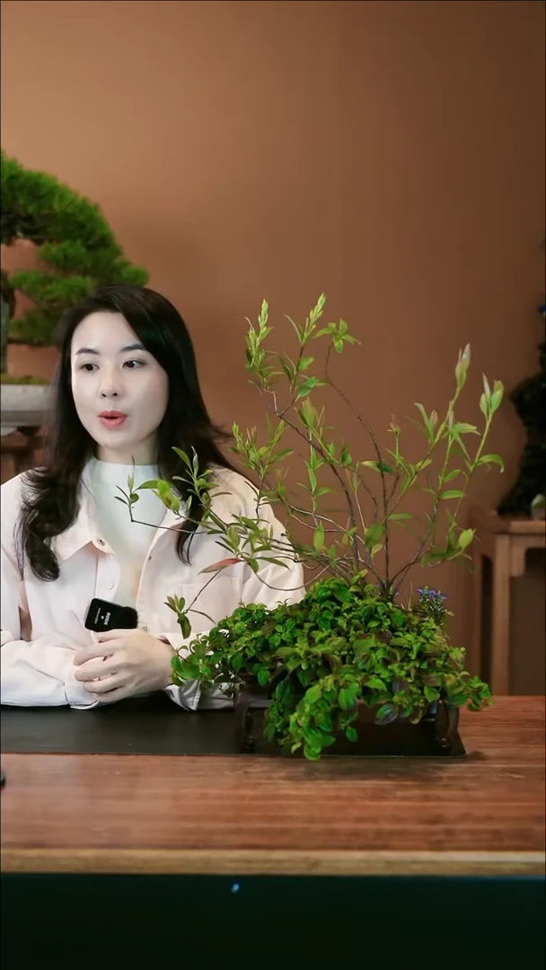 【闪购商品】盆景春花