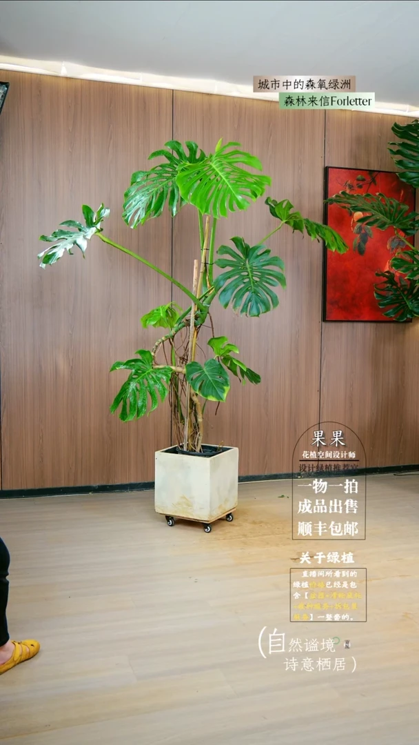 不开花植物波*福利款龟背竹