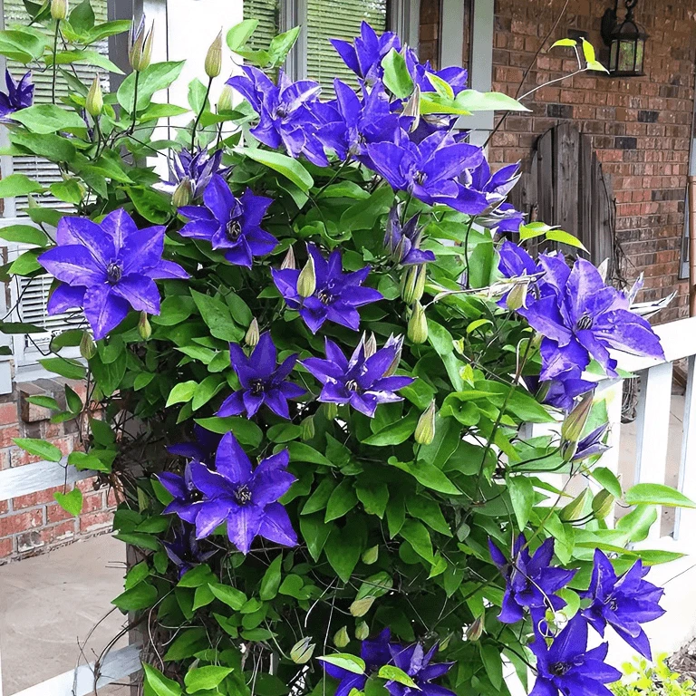 精品乌托邦铁线莲种根爬藤植物庭院耐寒四季开花绿植花卉盆栽直销