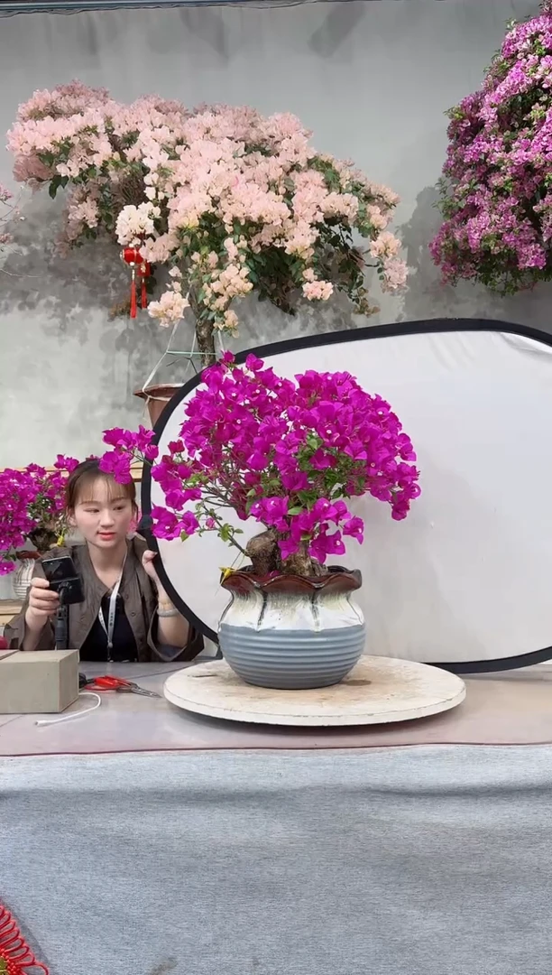 【闪购商品】盆景云南紫