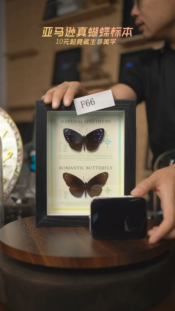 有机玻璃蝴蝶标本F66