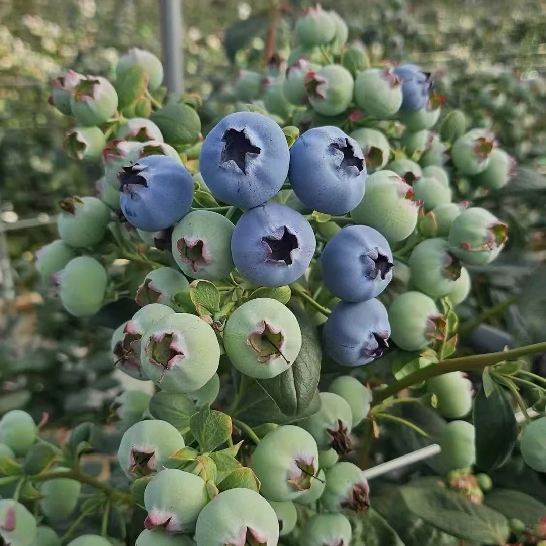 大果瓶盖蓝莓盆栽带土带盆带花