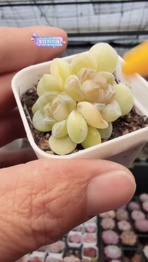 东云多肉园新款-142