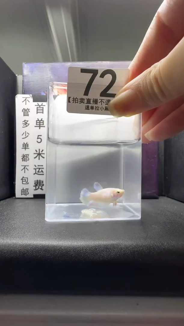 斗鱼母鱼编号：72