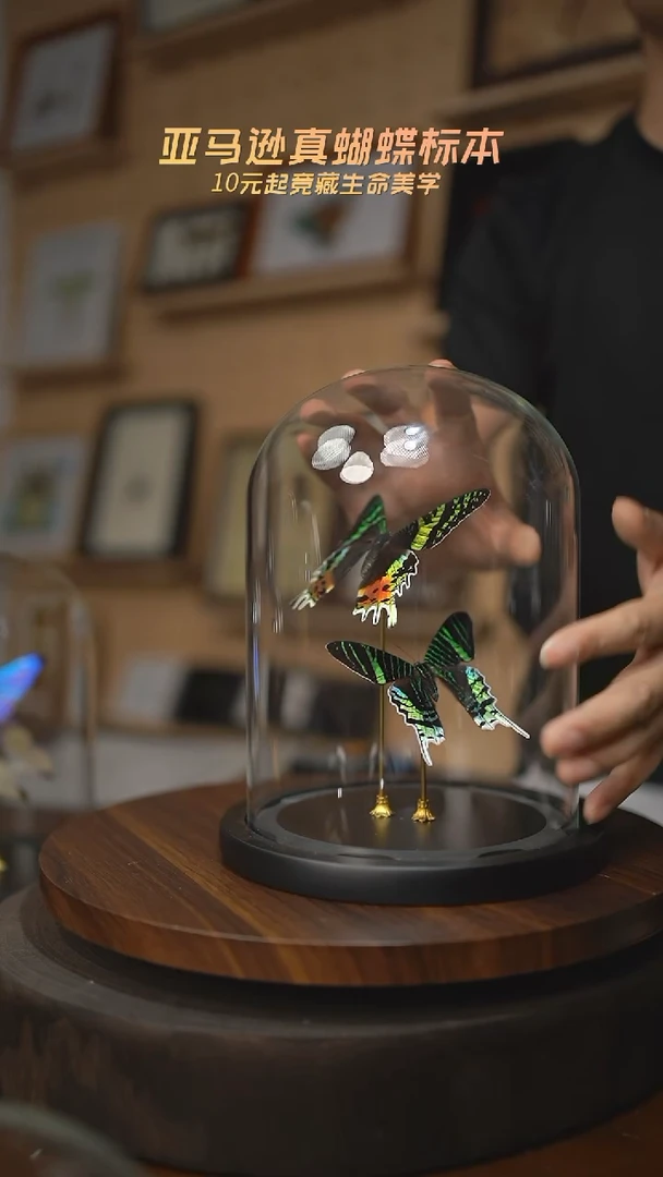 有机玻璃太阳蛾+月亮蛾大号玻璃罩