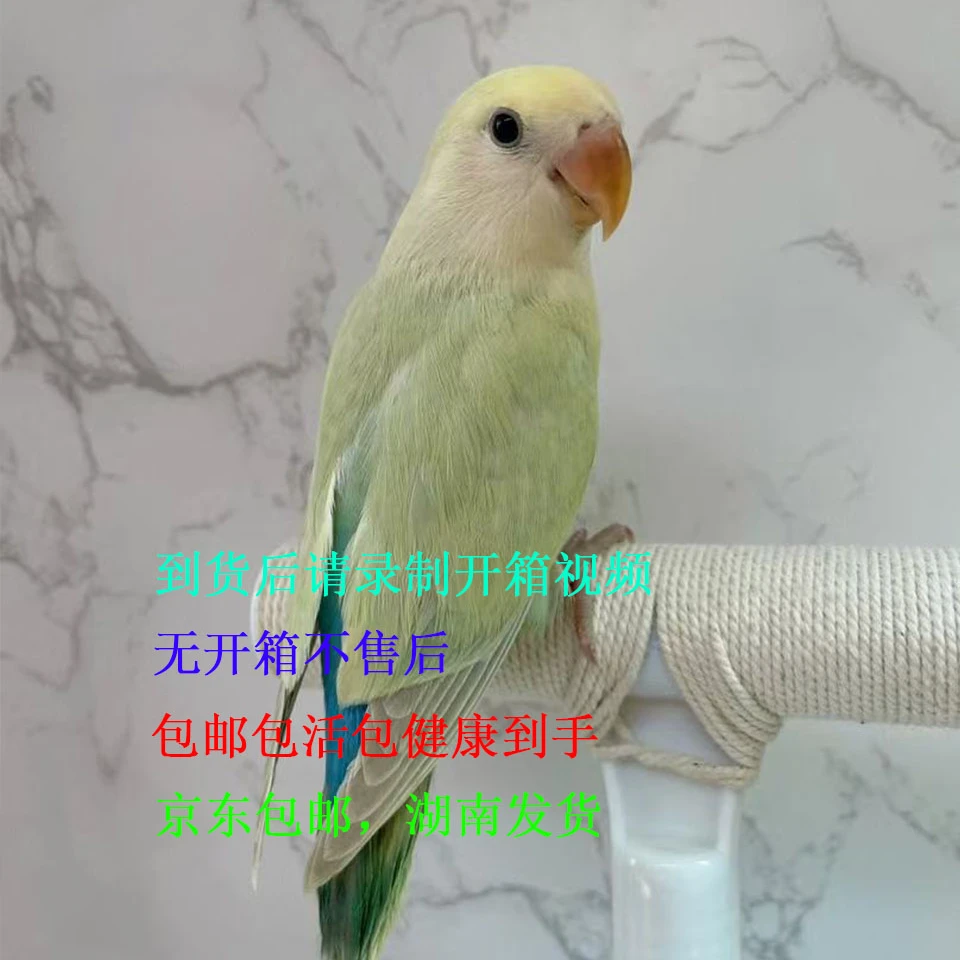 （直播链接）手养牡丹鹦鹉宠物活体鸟，一物一拍（一）盲拍发虎皮不退