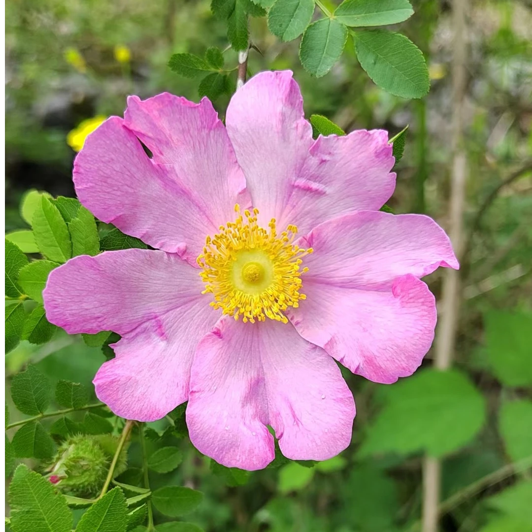 刺梨山木香桩月季玫瑰盆景嫁接生桩当天采摘新鲜鲜活好种好养包邮