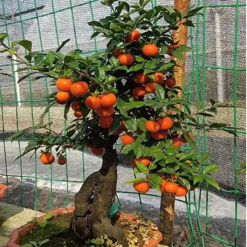 金弹子熟桩.生桩.对应价格付即可，一物一拍