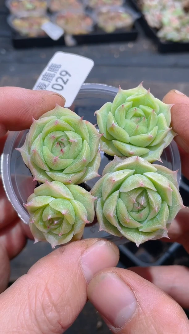 029粉色妖姬    量拍4颗