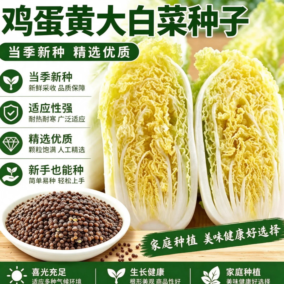 【S】鸡蛋黄大白菜种子小杂56北快菜黄心菜种籽白菜商品图