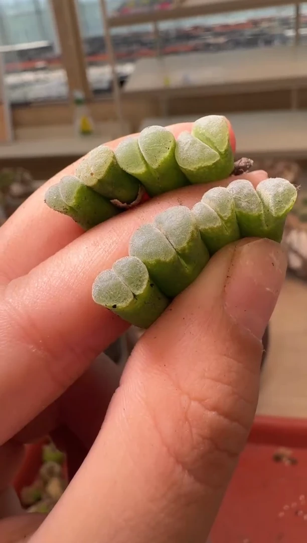 14-43多肉植物肉锥