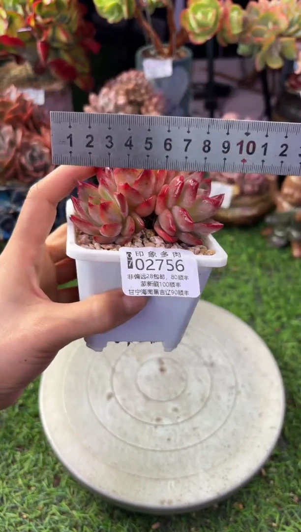 昆明印象多肉02756