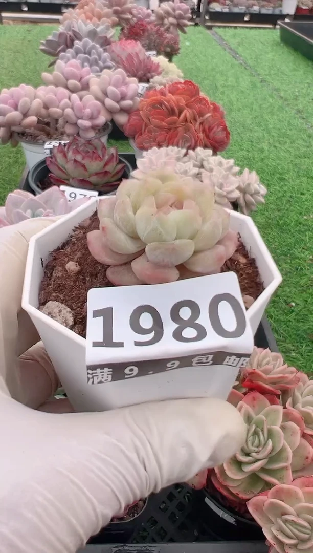 【闪购商品】信福多肉一物一拍