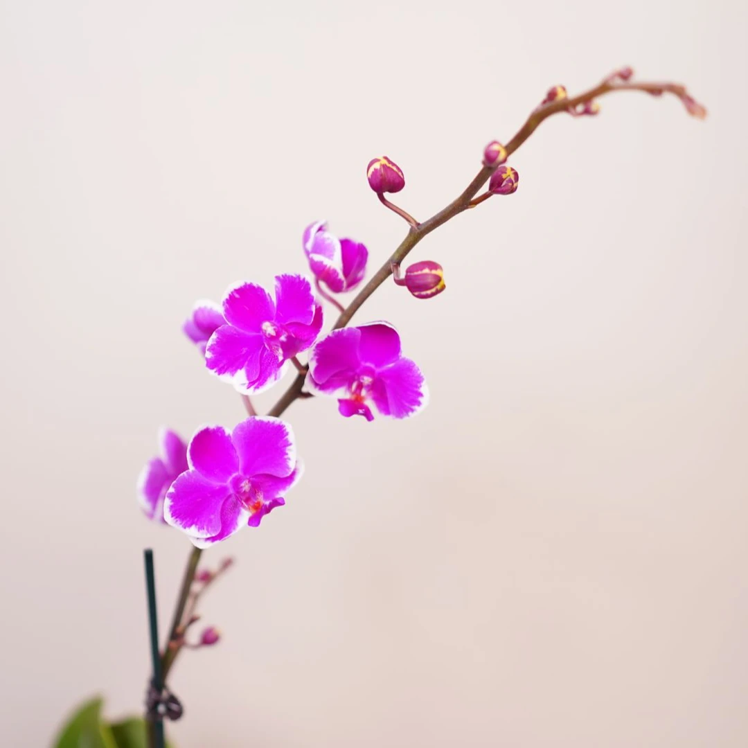 朝暮里蝴蝶兰（3.0寸）【小仙女】带花带花苞发货