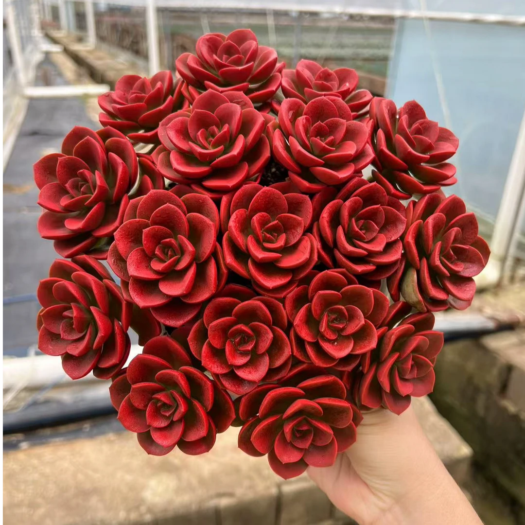 【大盆红酒巧克力玫瑰】带盆带土发新手入门级别多肉超级耐晒耐冻