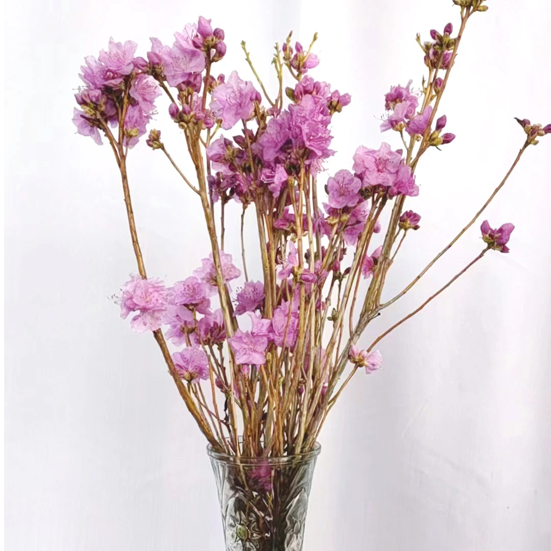 山杜鹃鲜切杜鹃花干支带花苞遇水即开人工培育鲜花绿植