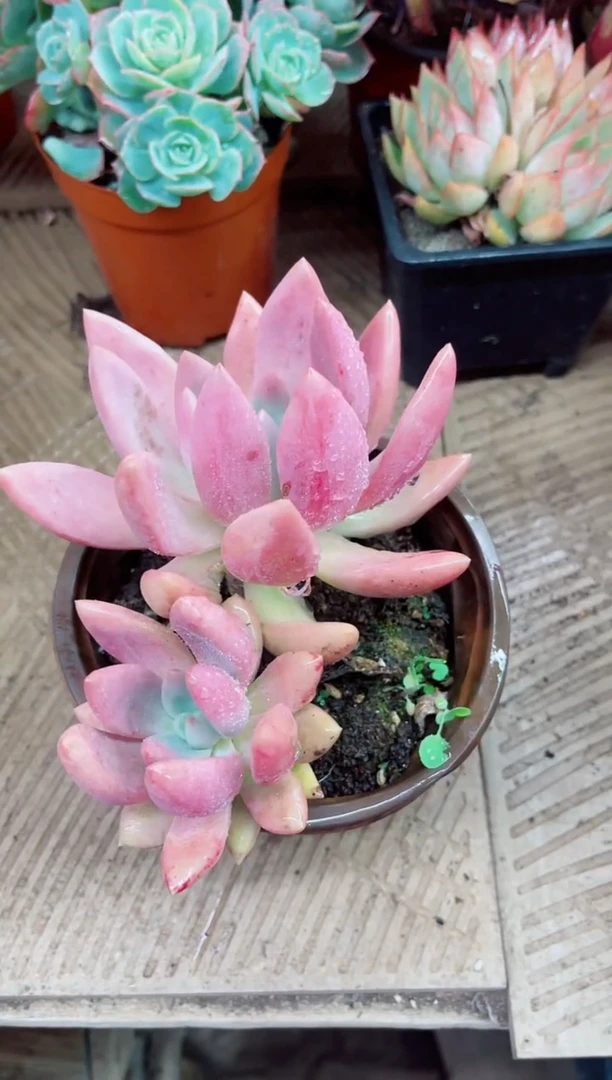 黄*云16018多肉植物一物一拍