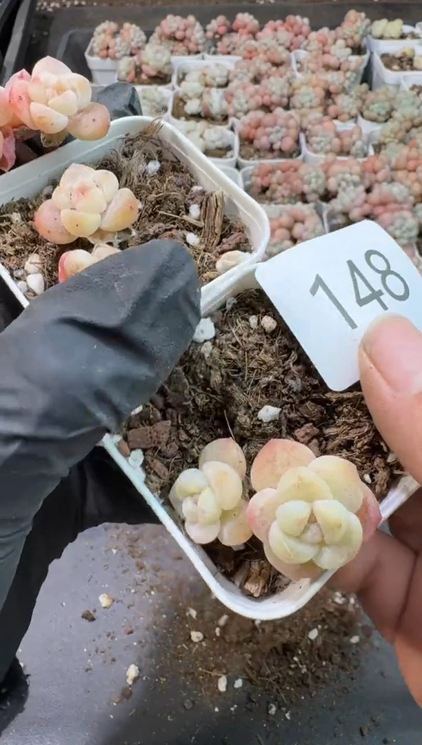 【闪购商品】148号到手6棵-江北多肉