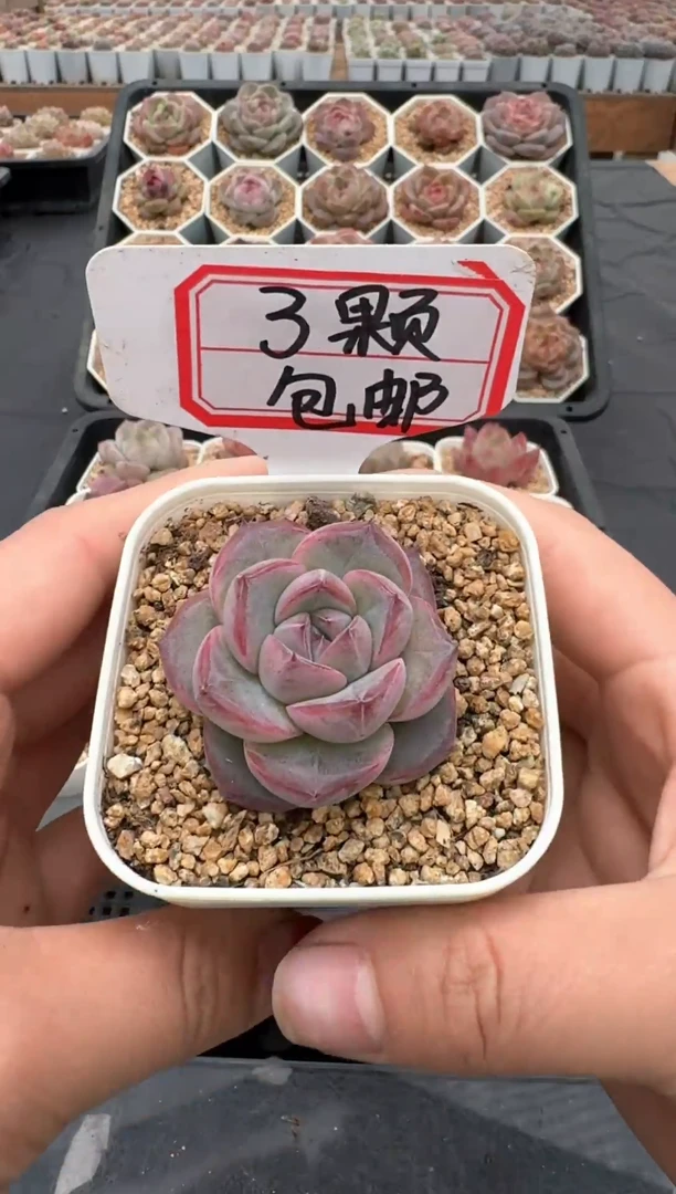 【闪购商品】632号 珍妮杂交多肉 花卉植物