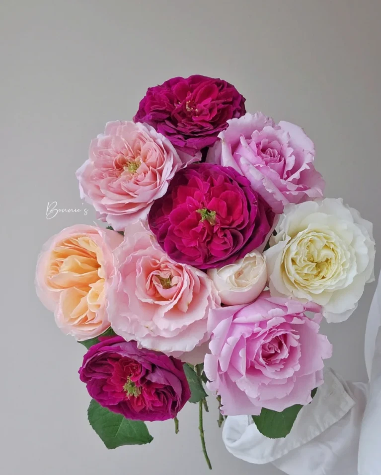 源头优选（混色单头玫瑰）花期长云南基地直发