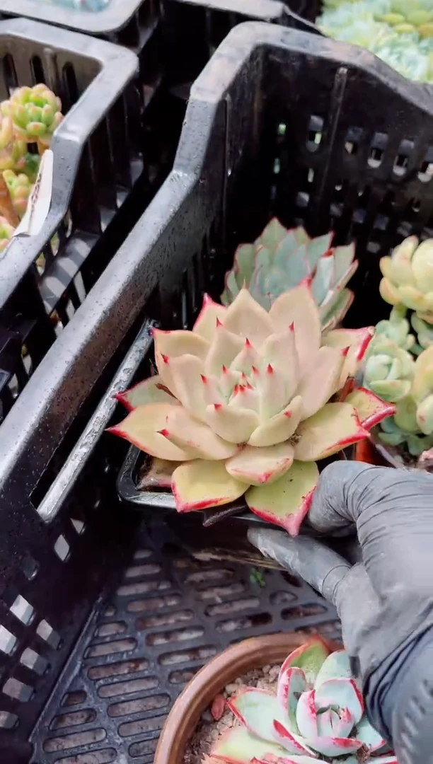 12205多肉植物一物一拍