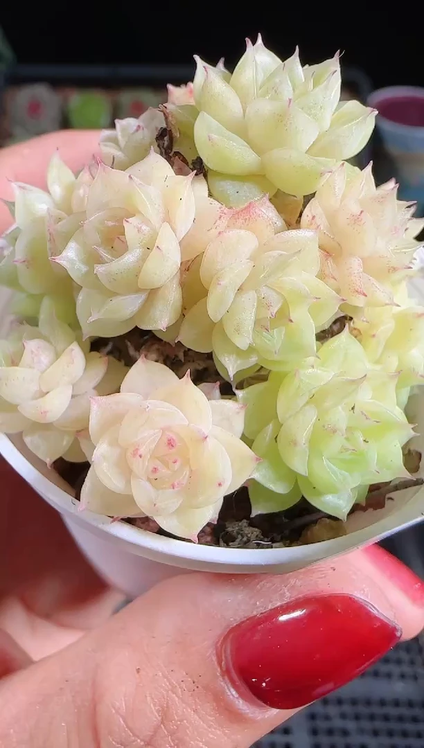 1030-174麦秆不包整哦