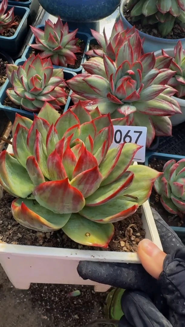 E067惊鸿仙子（裸根发货）