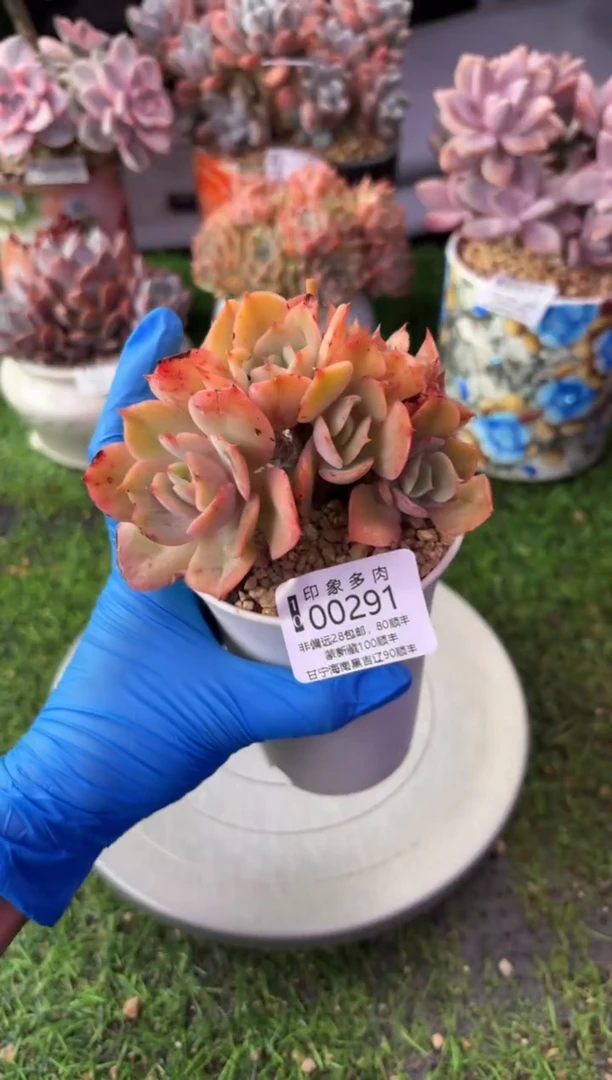 昆明印象多肉00291