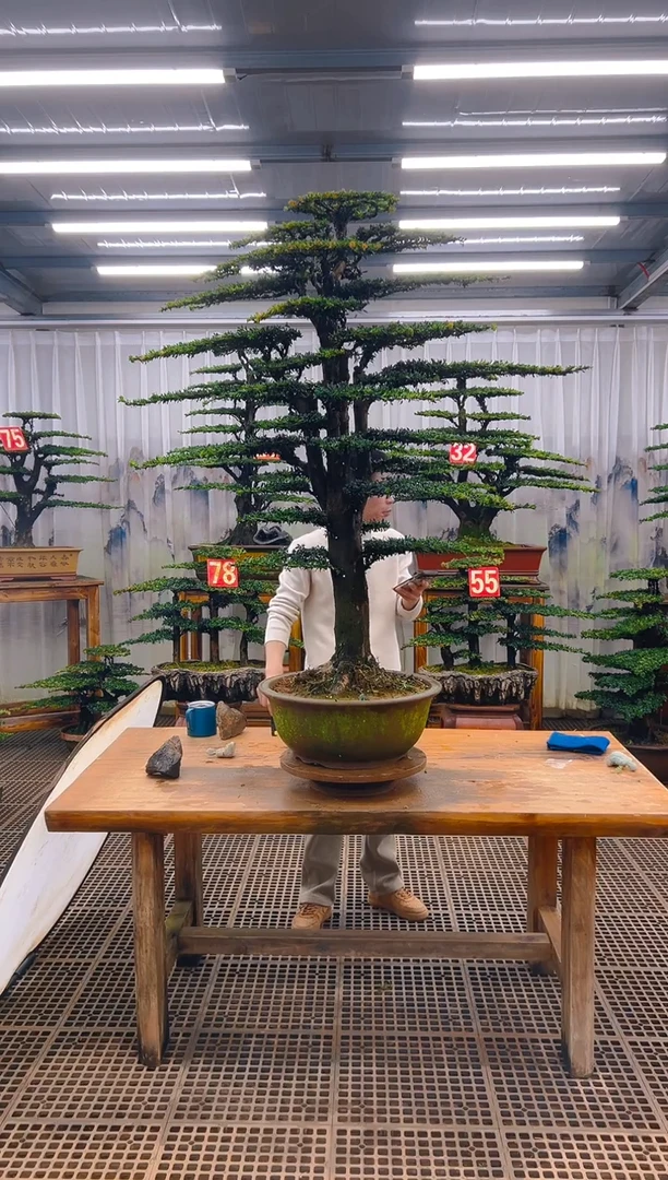 无花朵?*斌精品盆景直播间一物一拍