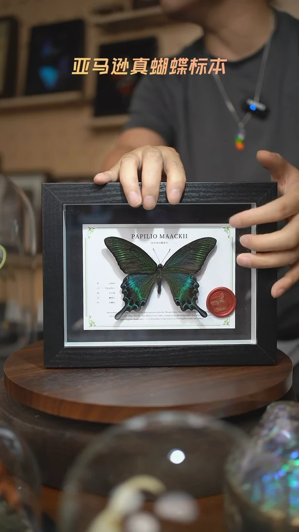 绿带翠凤蝶夏型8寸黑框国风版