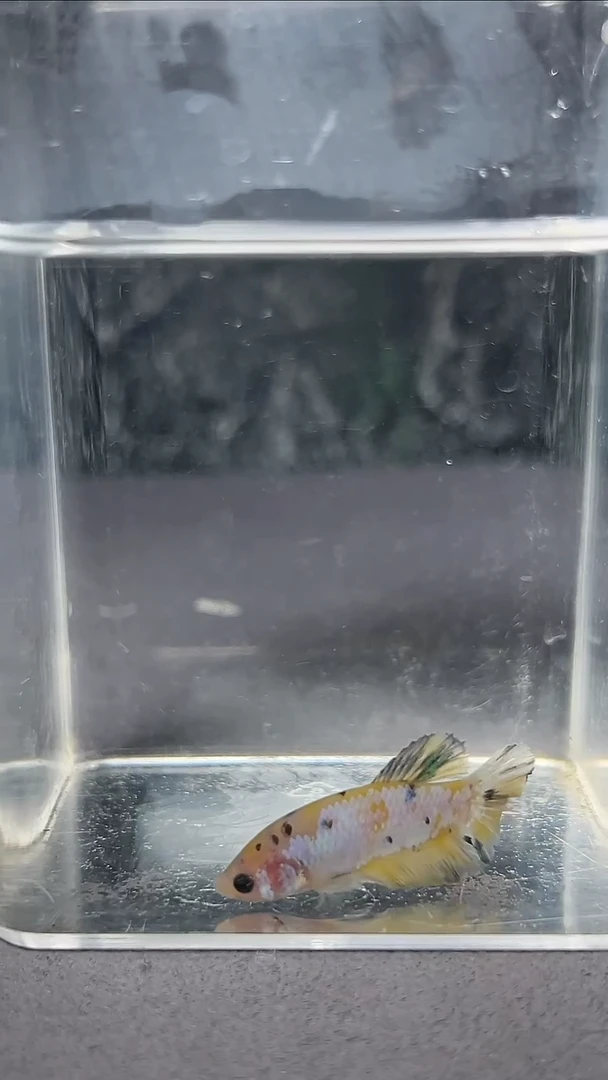 斗鱼竞拍链接A070