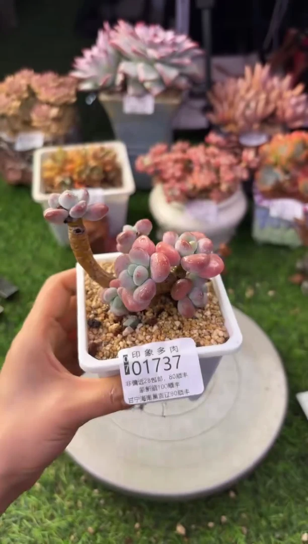 昆明印象多肉01737